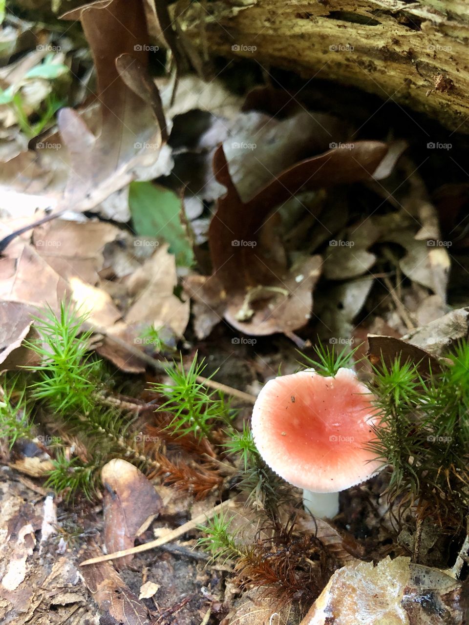 Magical little scene under a forest log