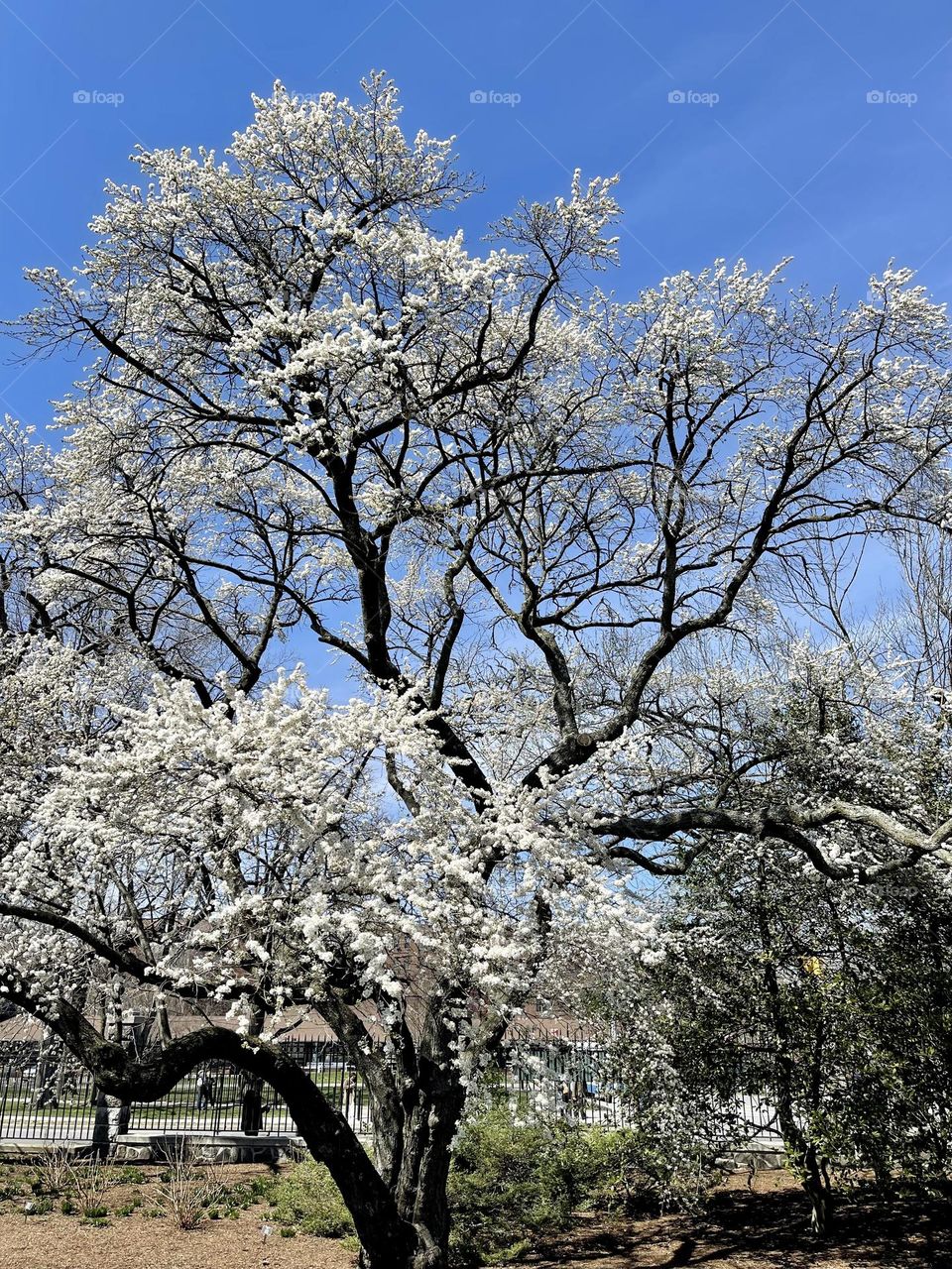 White cherry blossoms are symbolic of the spring-a time of renewal. The glistening white flowers of this variety pops against the sunny blue sky.