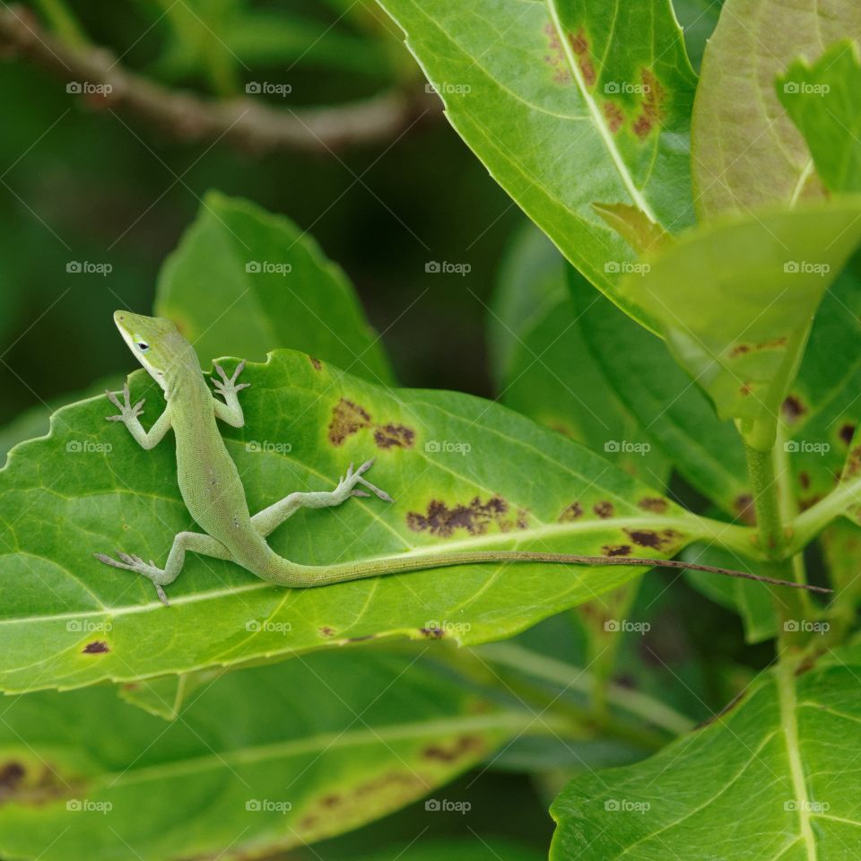 Gecko in the Tree. A Gecko peeks over the edge of a leaf as it hunts for food in a small tree.