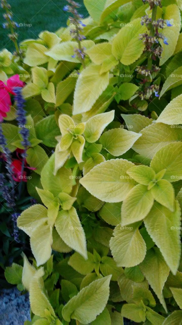 Leaf, Flora, Nature, Garden, No Person