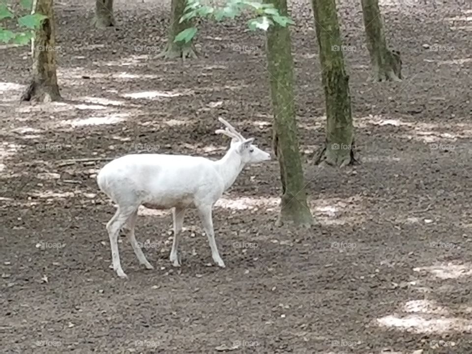 albino deer at Wildwood zoo