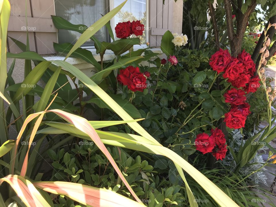 Red Roses and phormium leaves
