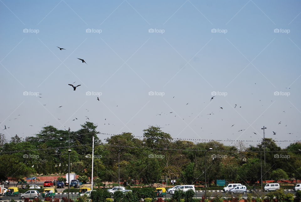 Vehicle, Bird, Landscape, Travel, Transportation System