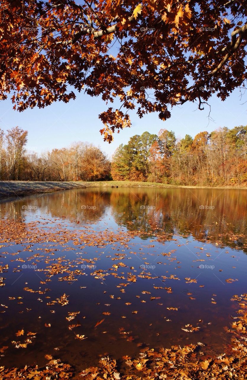 Scenic view of idyllic lake