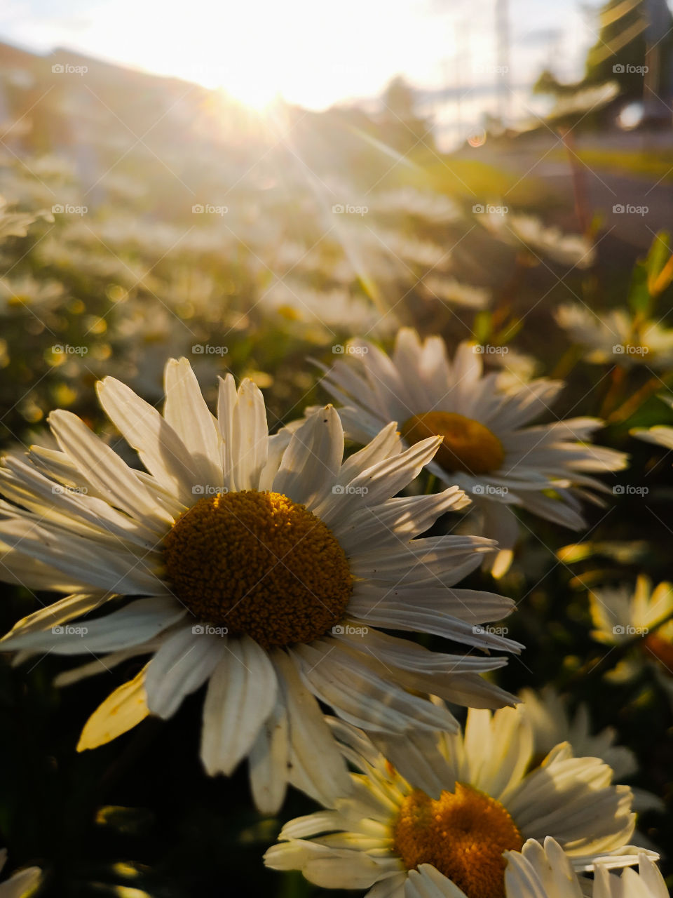 flowers in the middle of the sunset