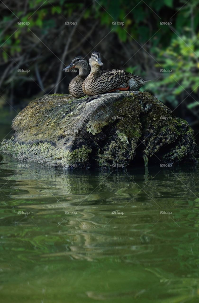 River Ducks