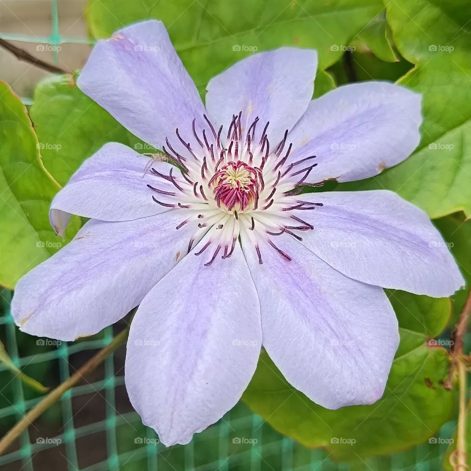 Gentle blue flower