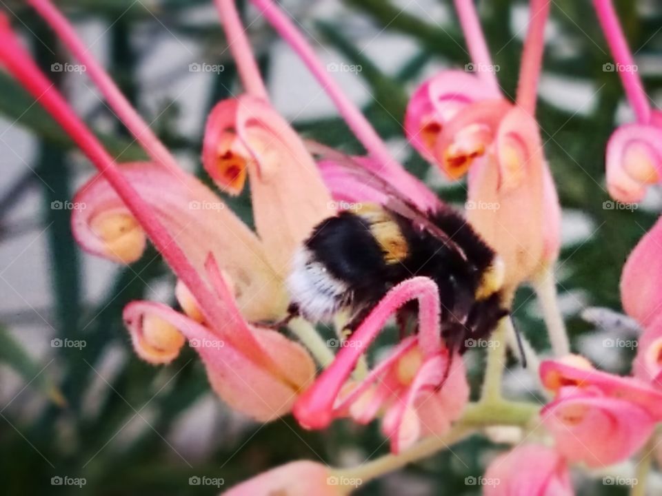 bee