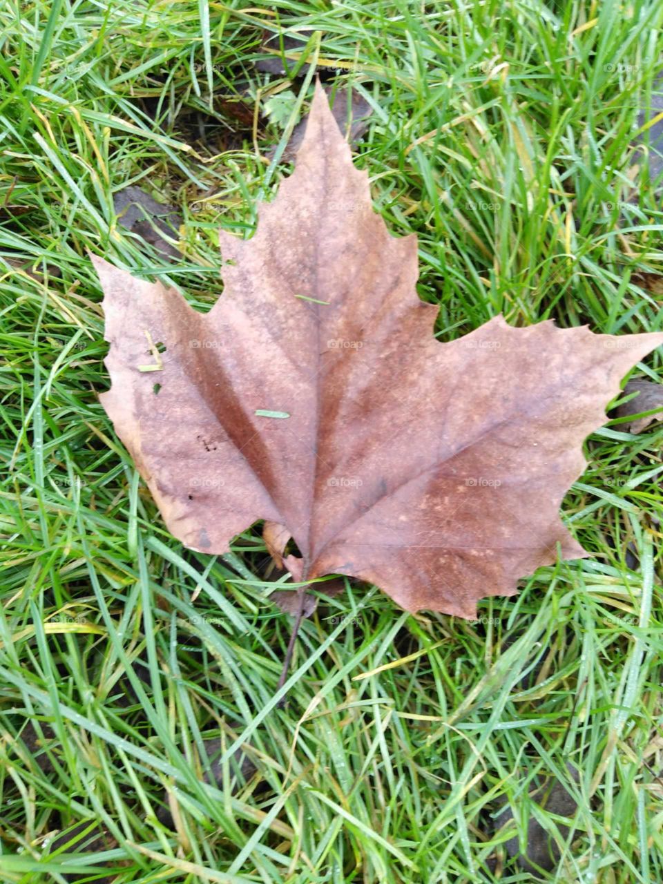 maple leaf