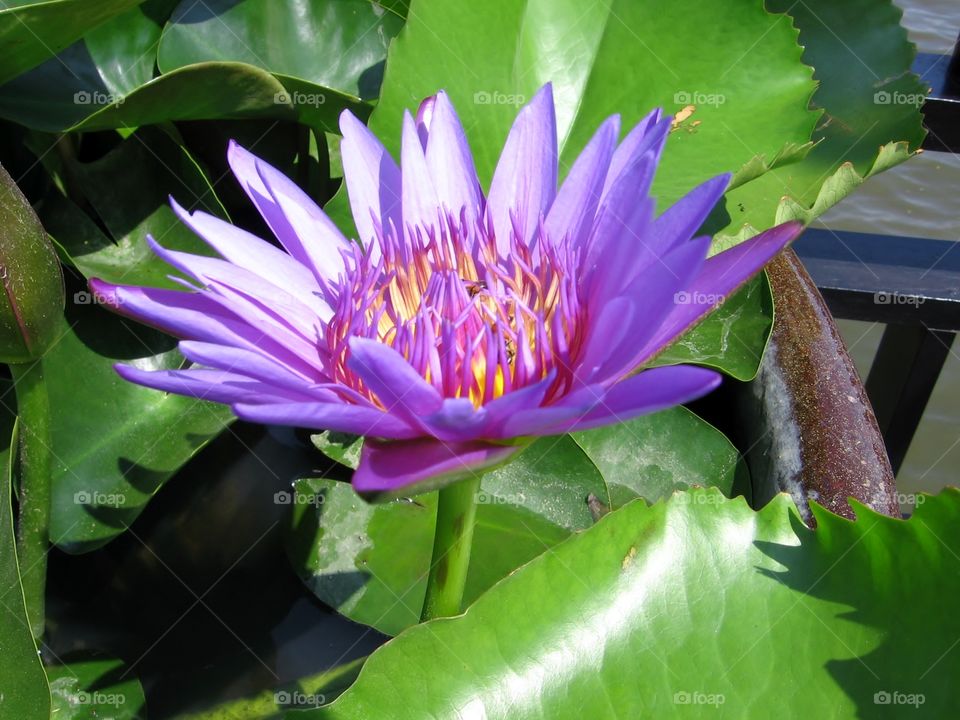 Tropical . Purple Flower 