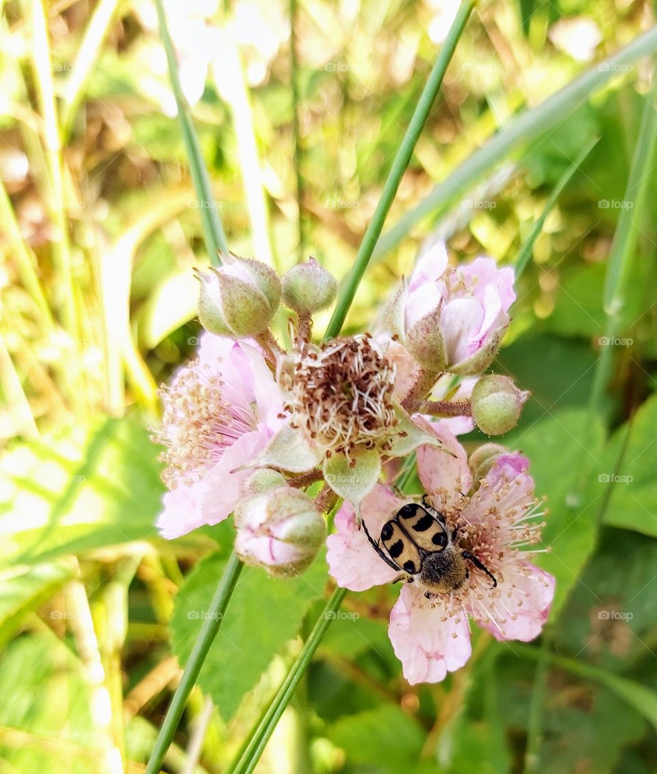 Flowers with Insect