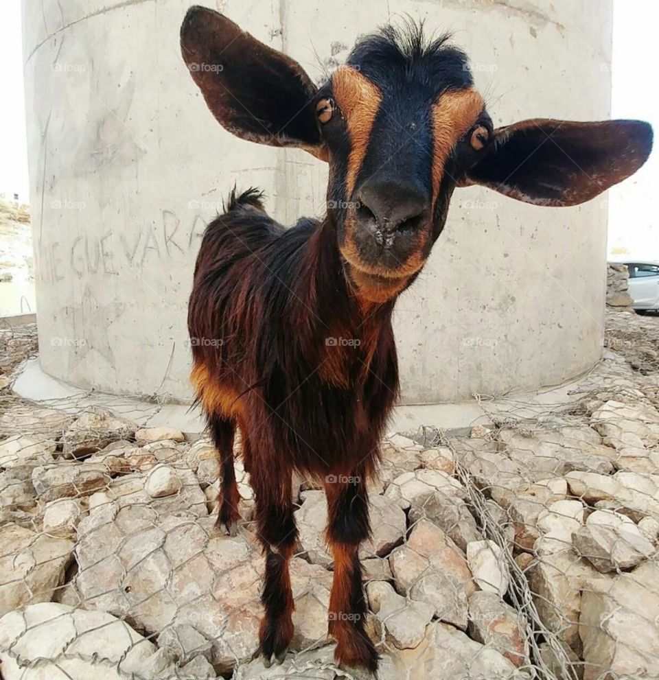 Goat, is amazed