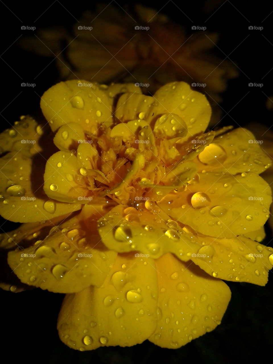 wet flower