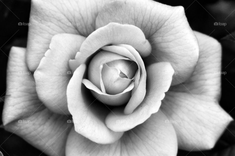 My Rose . Taken at the Chelsea Flower show this year 