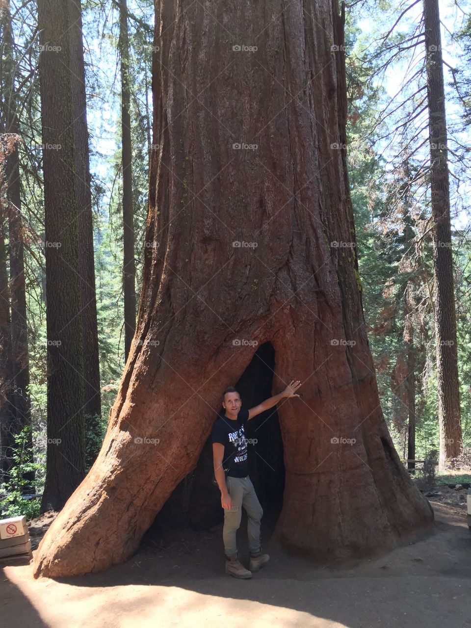 Man in front of sequoia 