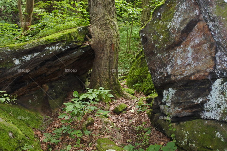 Rocks and Trees on Roaring Run bike trail Apollo, PA