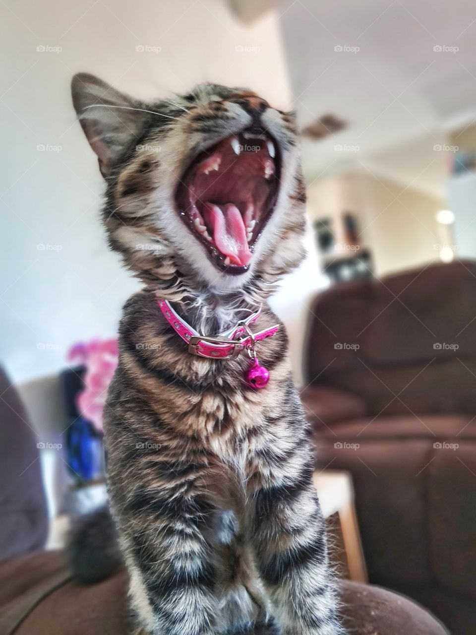 See the mighty kitten and her RAWR!