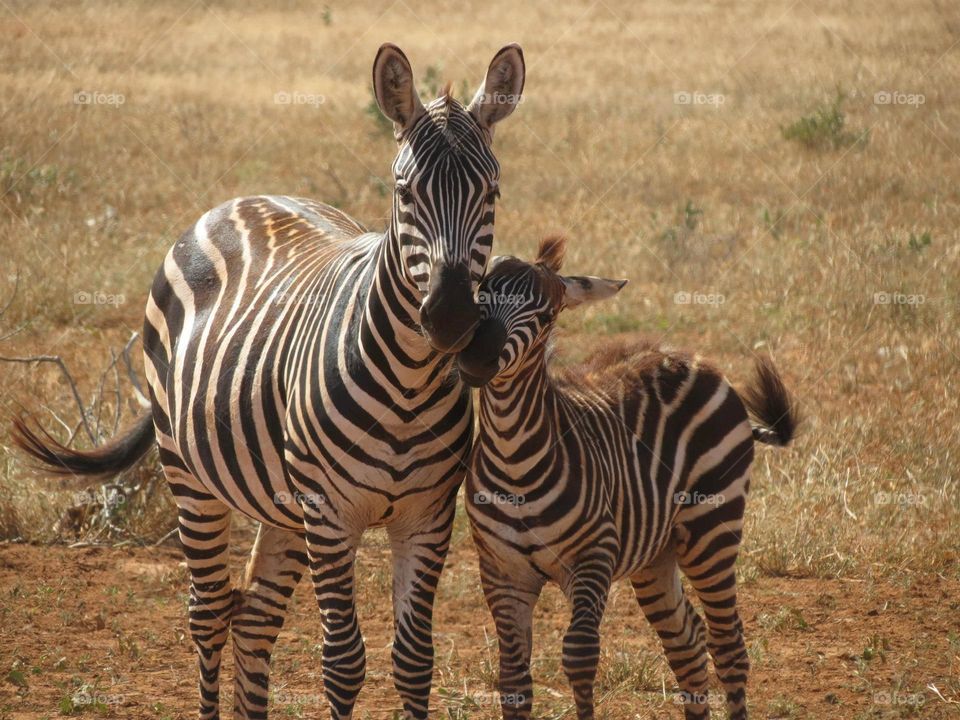 Black&White. Zebras Family
