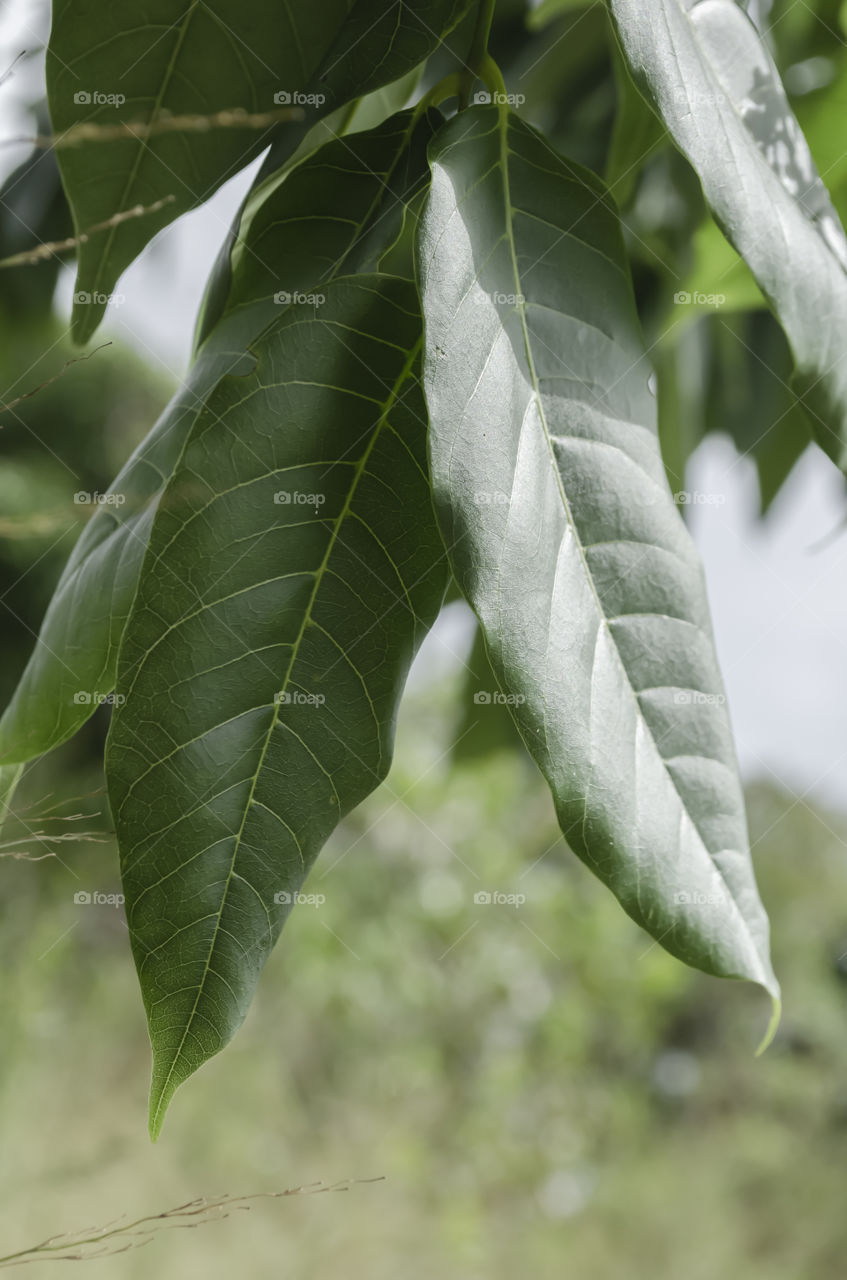 Cedar Tree Leaves Closeup