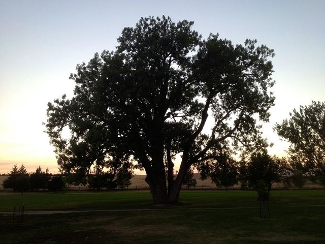 Sunset Tree