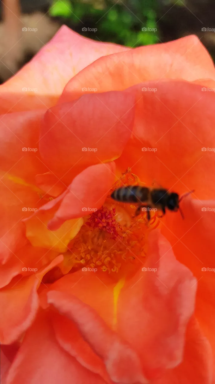 Summer bee