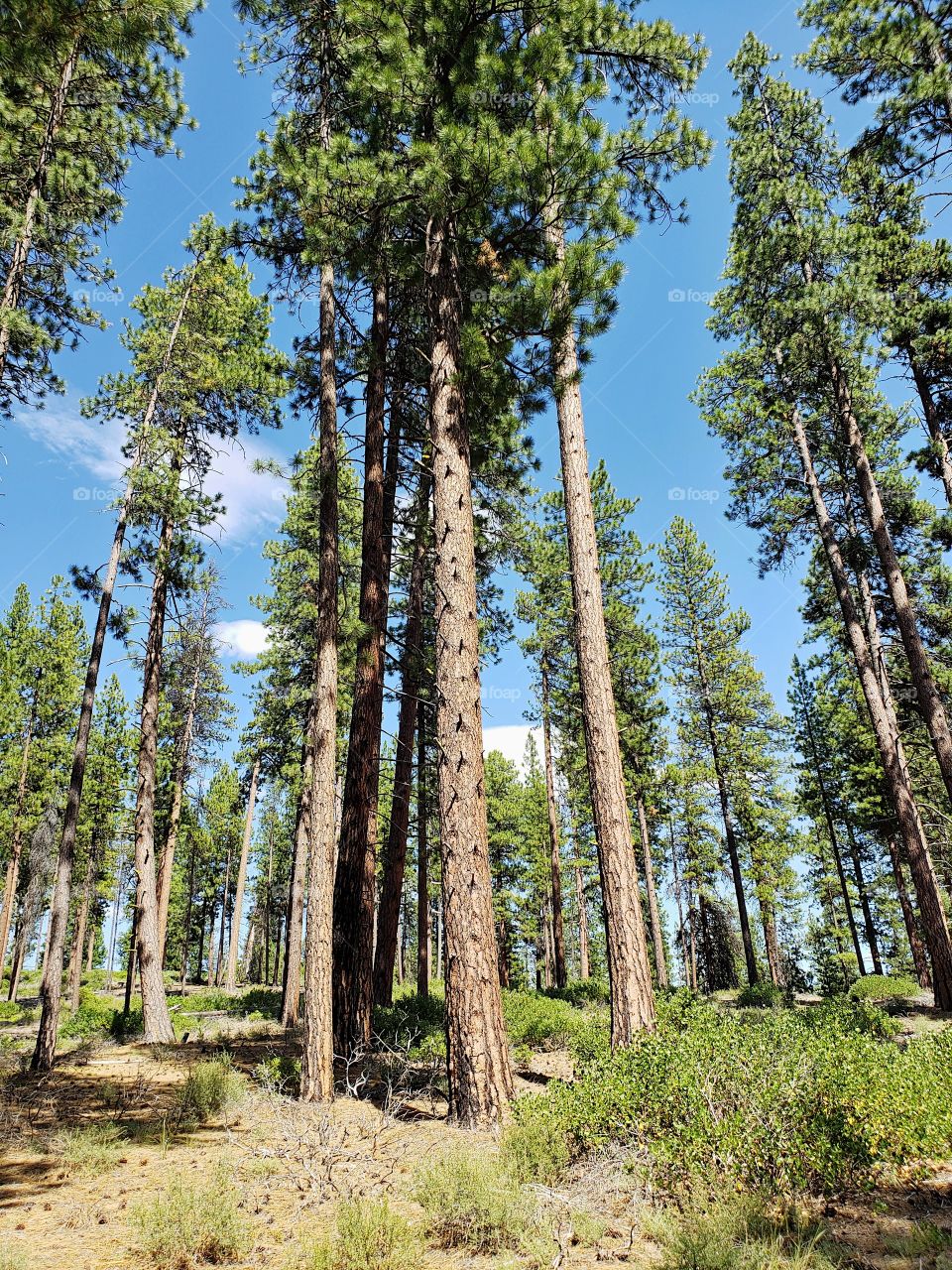 Incredible towering ponderosa pine trees above green manzanita bushes in the Deschutes National Forest in Central Oregon on beautiful sunny summer day. 