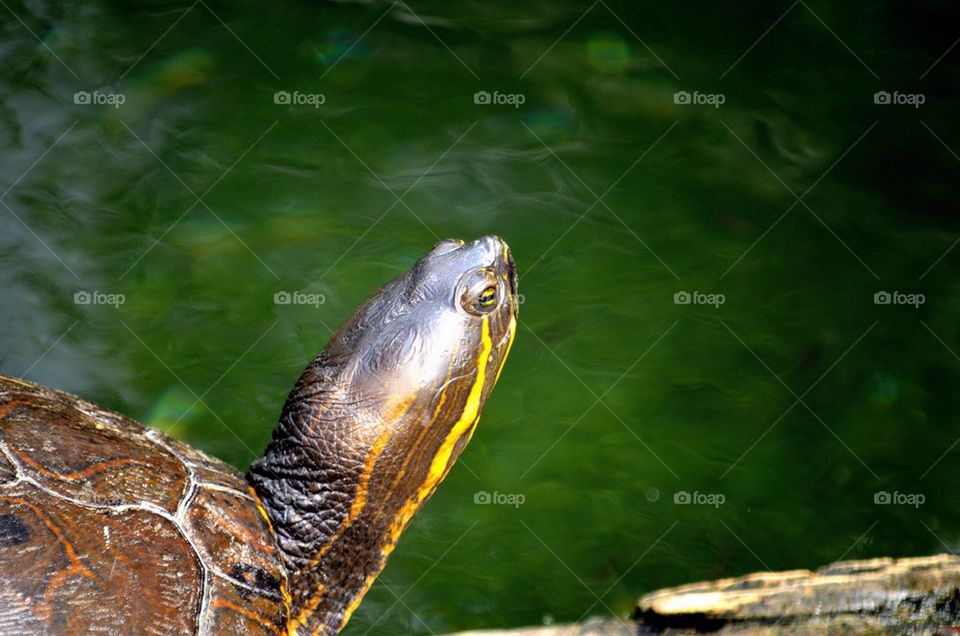 Close-up of turtle