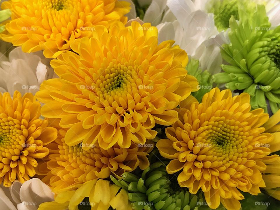 Yellow and green Chrysanthemums. 