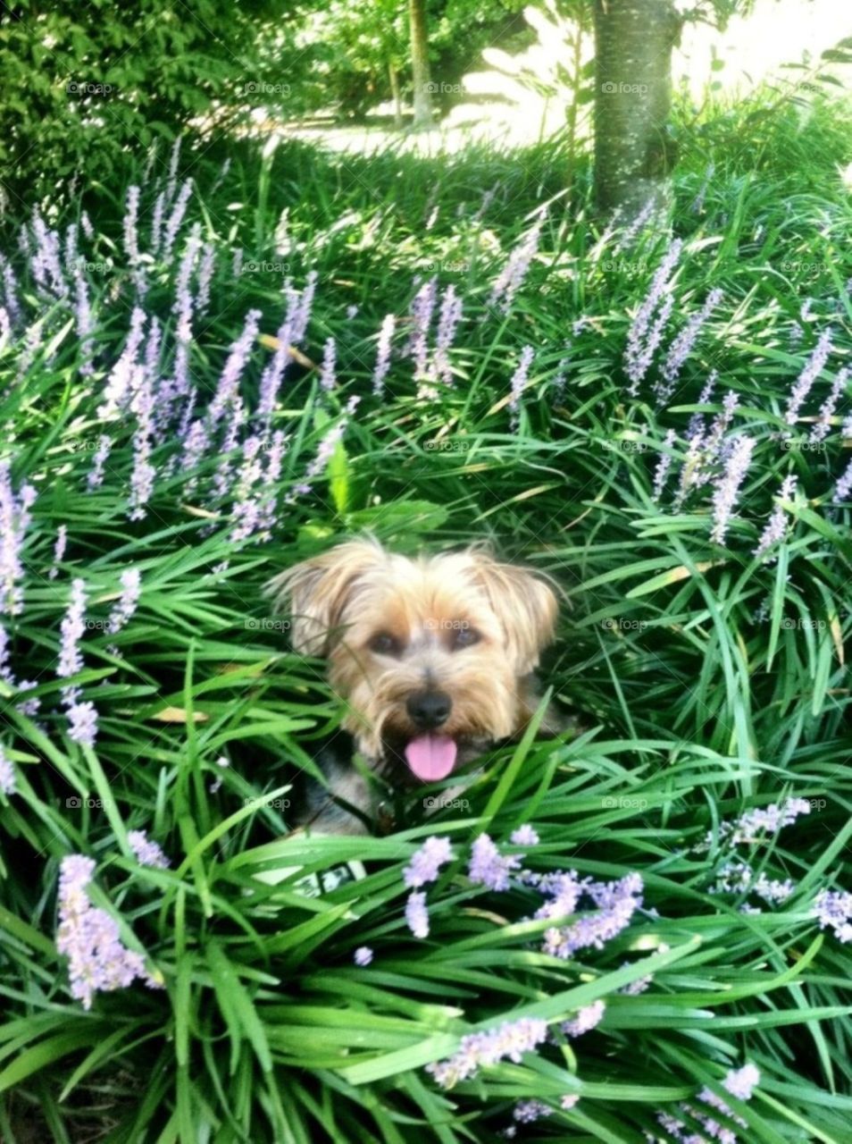 Spring pup . Dog catching some shade in a flower bed