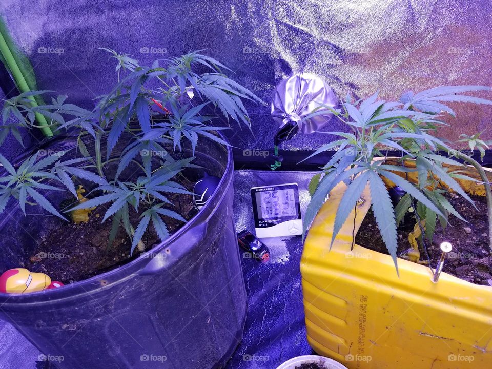 grow tent project