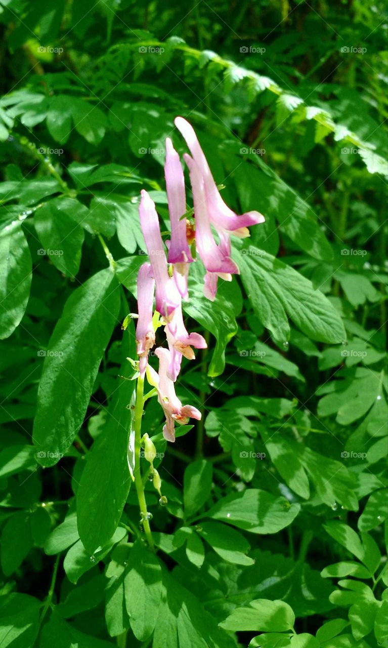 pink wildflower Western Corydalis