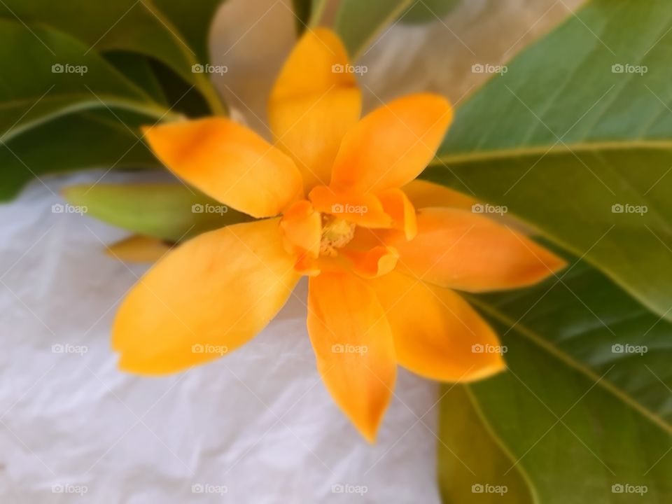 Florzinha amarela cheirosa