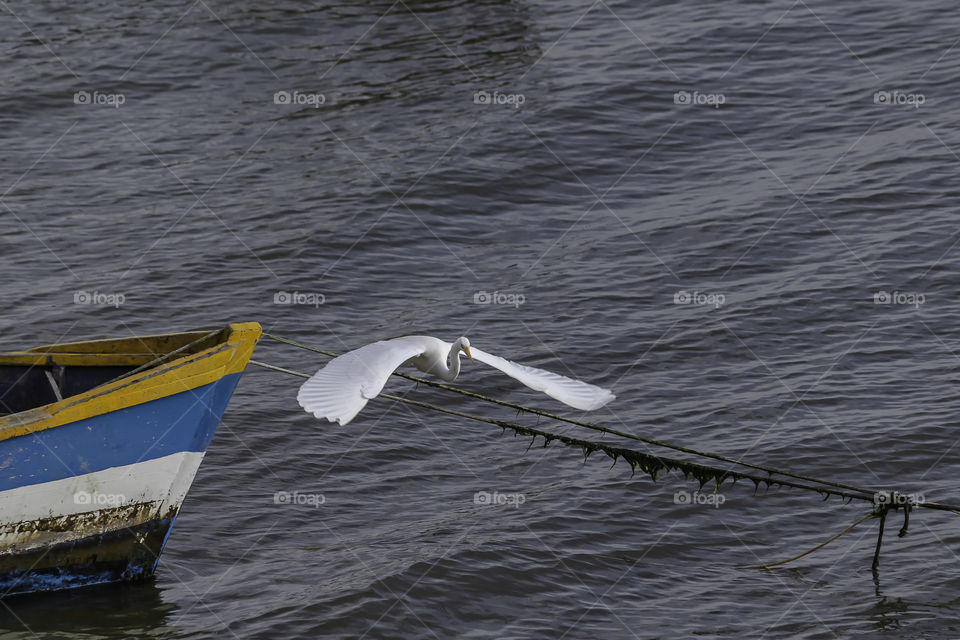 White heron landing and flying in a small boat