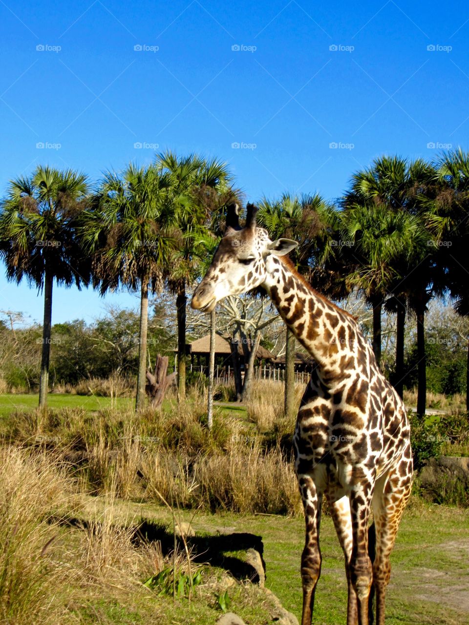 Taken at Disney's Animal Kingdom in one of their Kilimanjaro Safari ride. Enjoying another lovely Florida weather.