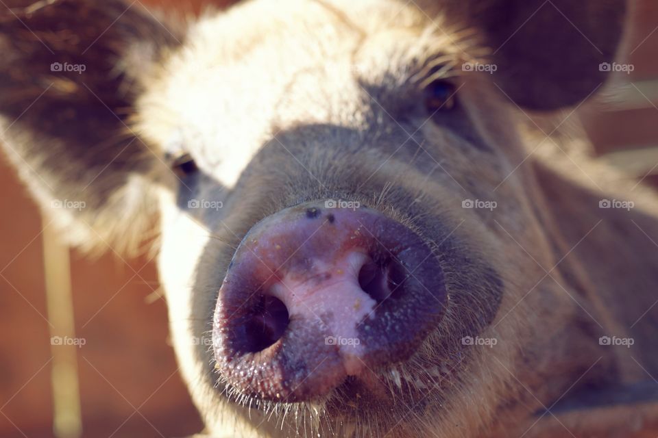 Pig snout