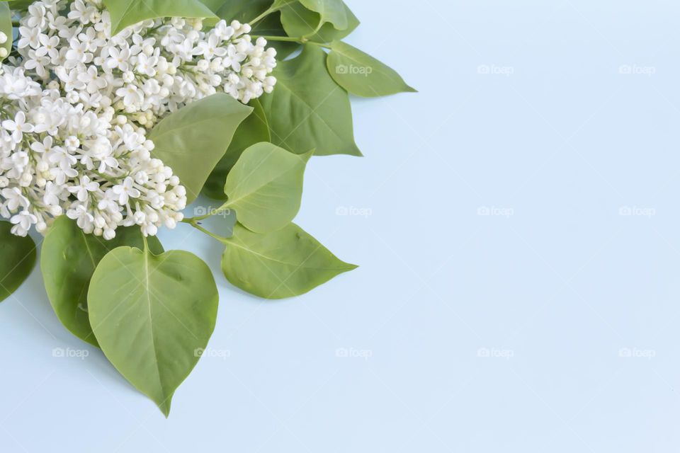 Spring, fragrant lilac with green leaves.