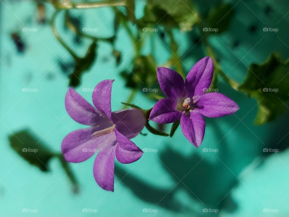 Beautiful bright purple flowers against turquoise,  really makes the flowers pop.