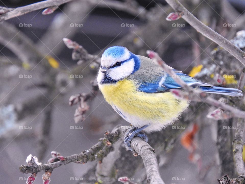 Small bird blue tit