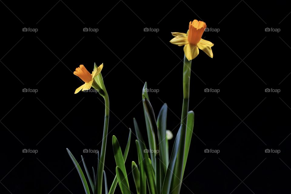 Daffodils on black background