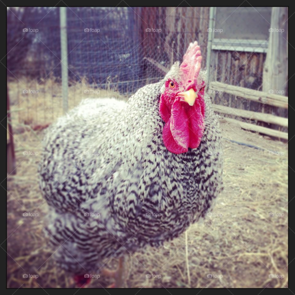 Grumpy Chicken. An old hen on the farm