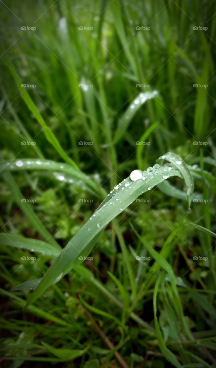 dew on the grass