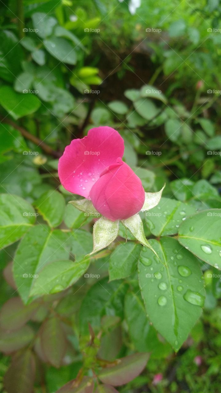 Beautiful Rose Bud picture