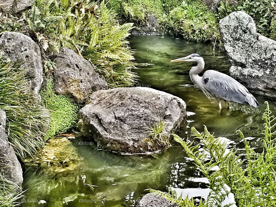 Water, Nature, River, Summer, Pool