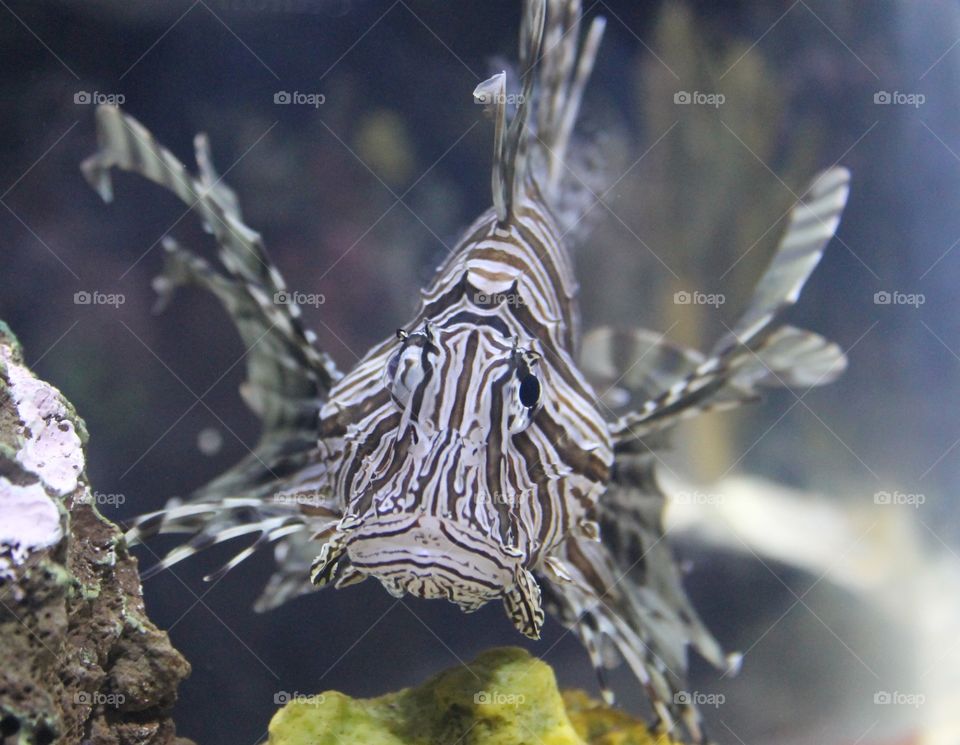 lionfish