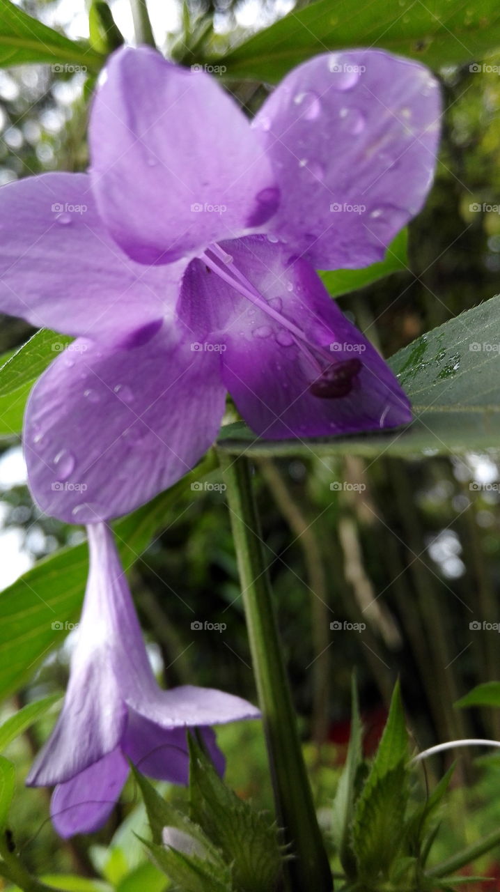 Purple December flower