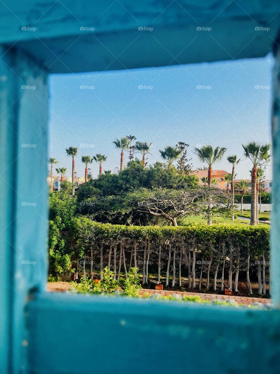 Trees summer plants garden