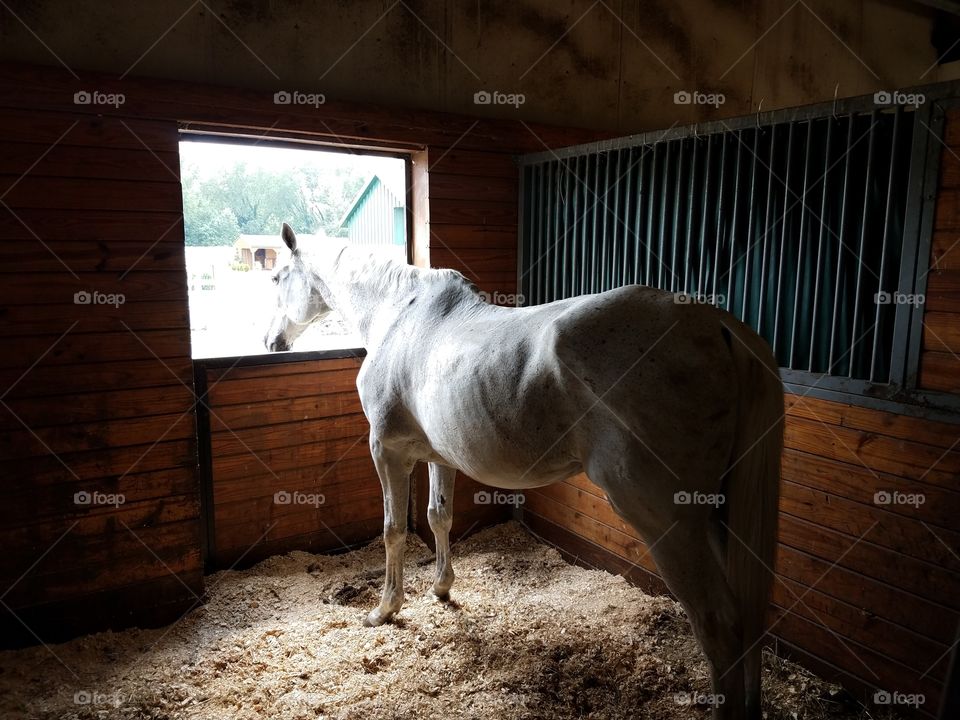 White horse sits in a stable at an equestrian farm.
