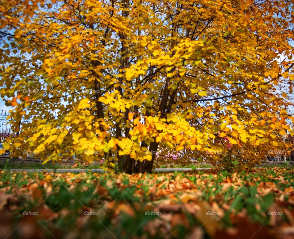 Colorful autumn in Almaty park ,Kazakhstan 