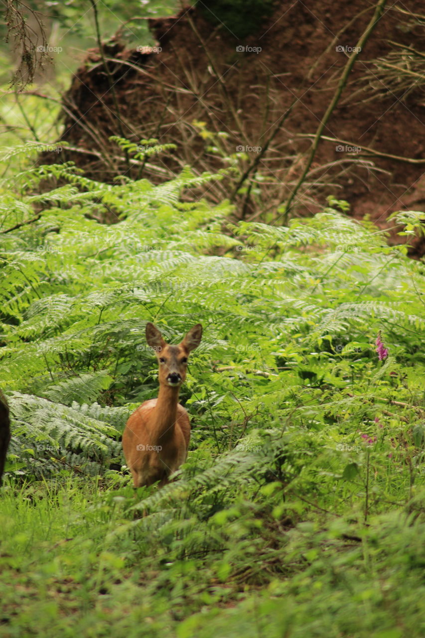 Deer in the woods