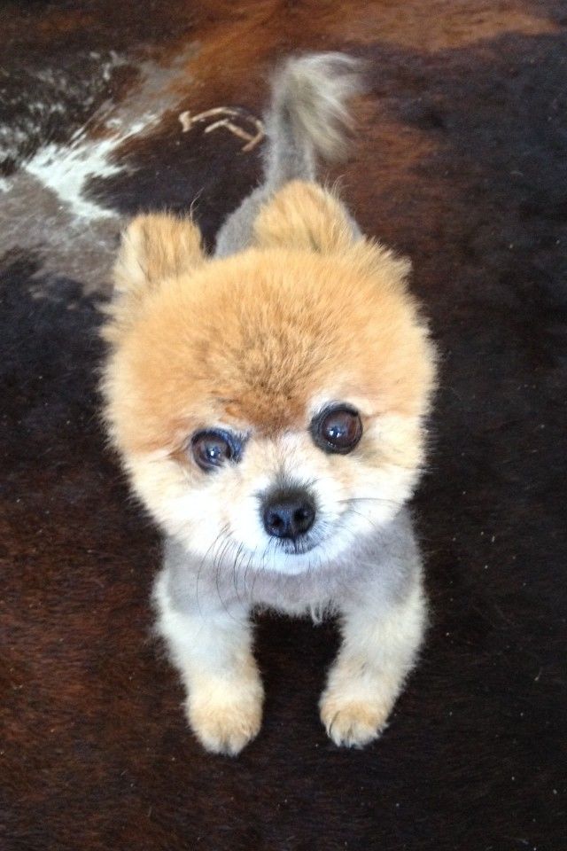 Chi Chi